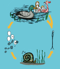 The duck flea cycle