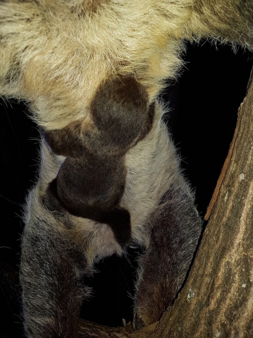 new sloth born in Switzerland, photo courtesy of Papiliorama Foundation