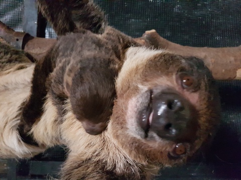 new sloth born in Switzerland, photo courtesy of Papiliorama Foundation